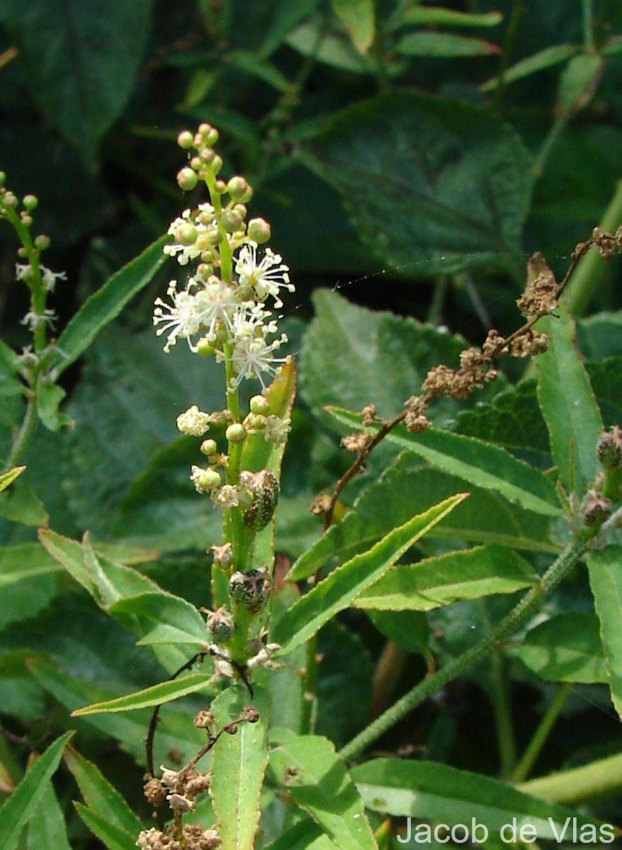 Croton bonplandianus Baill.